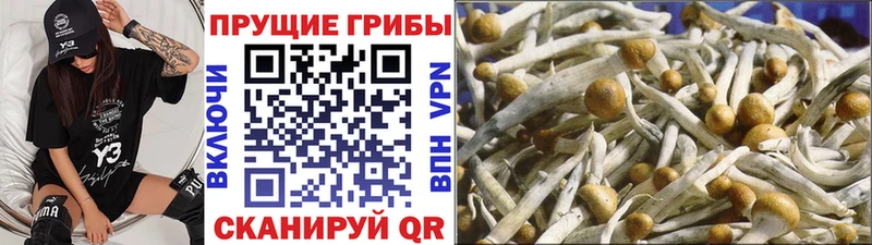 Галлюциногенные грибы GOLDEN TEACHER  купить наркоту  МЕГА ТОР  Называевск 